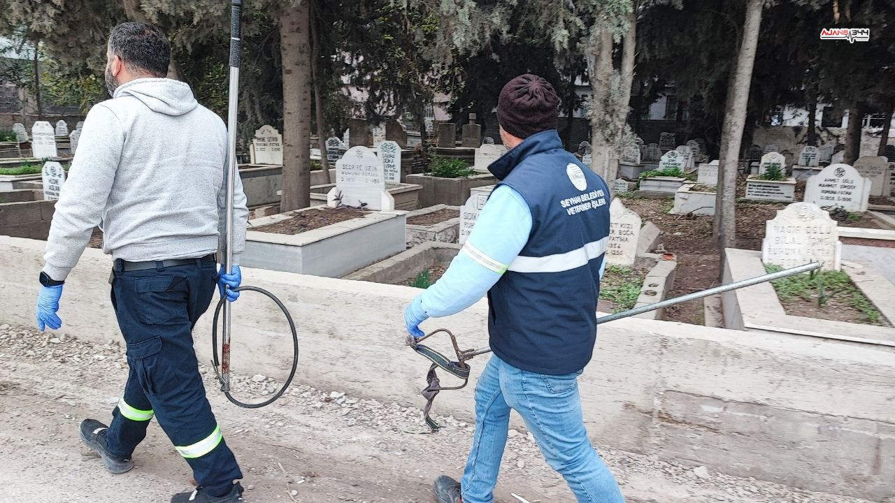 Sokak Kopekleri Ajans344