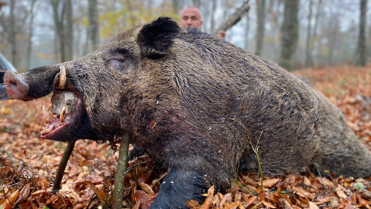 Çilek tarlalarına zarar veren 450 kiloluk domuz avlandı