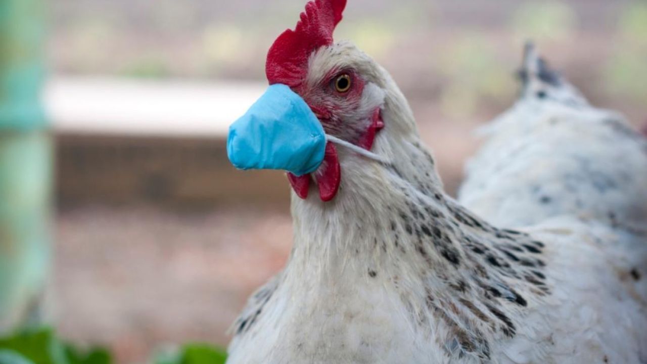 Kuş Gribi Alarmı! 500 Bin Hayvan İtlaf Edildi