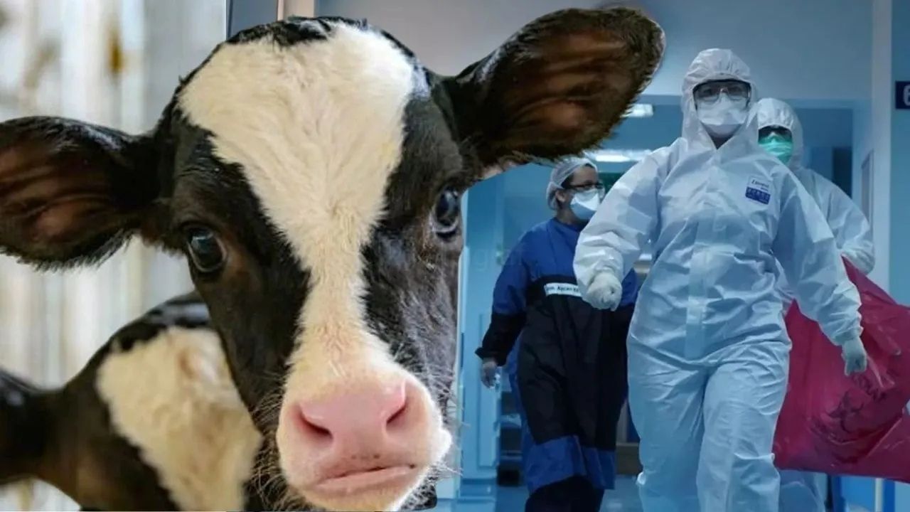 Deli Dana Hastalığı Nasıl Bulaşır? Belirtileri Nelerdir?