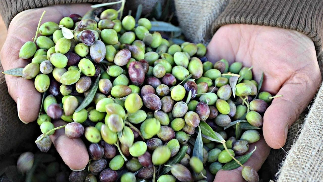 Kahramanmaraş’ta Zeytin Hasadı Beklentilerin Altında Kaldı