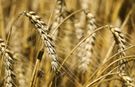 Buğdayda hasat yaklaştı, fiyat bekleniyor