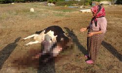 100 bin lira değerindeki Holstein cinsi inek köpekler tarafından telef edildi 