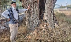 Kahramanmaraş'ta 250 yıllık söğüt ağacı dimdik ayakta