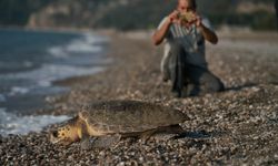 Antalya'da 2023 yılında 144 bin 334 yavru caretta caretta denizle buluştu