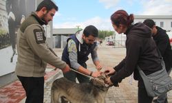 Sahiplendikleri hayvanları sokağa bırakanlara çipli takip