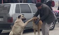 Kahramanmaraş'ta yaşlı adamın sokak köpekleri ile diyaloğu