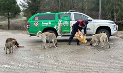 Jandarma Ekiplerinden Sokak Hayvanlarına Yardım