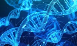 Amcadan DNA testi yapılır mı?