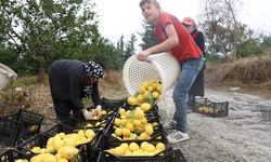 200 bin ton rekolte beklenen limonda çiftçiye önemli destek 