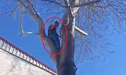Hırsız çıktığı ağaçtan polise el salladı
