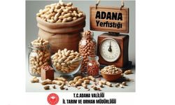 Adana yerfıstığı üretiminde Türkiye birincisi