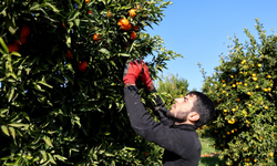 Adana'da mandalina yüz güldürüyor