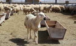 42 bin TL maaş, sgk ve eve rağmen çoban bulunamıyor