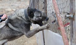 Sınır ötesi güvenliği için kangal tavsiyesi