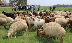 Ovadaki meralarda otlatma sezonu başladı