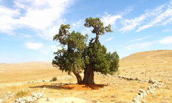 Kahramanmaraş'ta 7 asırlık yalnız ardıç ağacı