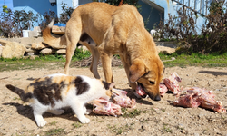 Köpek ile kedilerin dostluğu