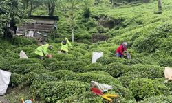 Rizeliler açıklanan çay taban fiyatını az buldu