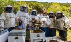 Kontrolsüz ilaçlama arılara ve arı ürünlerine zarar veriyor