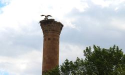 Depremde yarısı yıkılan minareye leylek yuva yaptı