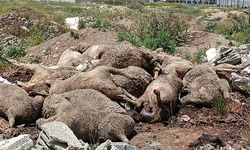 Başıboş köpek sürüleri dehşet saçtı.