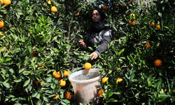 Portakallar dünyanın dört bir yanına ihraç ediliyor