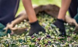 Sofralık zeytin ihracatı 100 bin tonu aştı