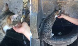 Kahramanmaraş’ta susayan kediye şefkat eli