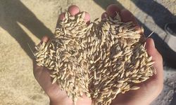 Elbistan’da buğday hasadı başladı