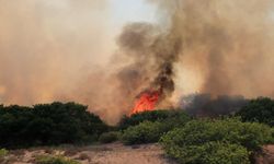 Ekoloji Uzmanı Prof. Dr. Neyişçi'den yangına karşı rüzgar perdesi önerisi