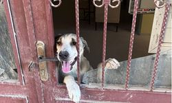 Antakya’da okul binasında mahsur kalan köpek kurtarıldı