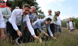 Lavanta bahçelerinde ellik ve orakla geleneksel hasat