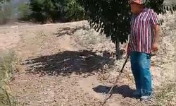Kiraz bahçelerindeki fare istilasına karşı köylülerden kürekli çözüm