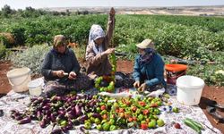 Gaziantep 'te Patlıcan ve biberler kadınların elinde Gaziantep'in tescilli lezzeti 'kurutmalık' oluyor