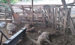 Antalya 'da Ağıla kurt saldırdı: 2 koyun, 1 keçi telef oldu