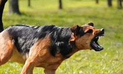 Sokak köpekleri kanun teklifi hazır! Karara 2 Kahramanmaraş Milletvekili imza attı