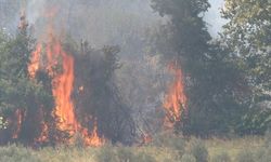 zeytinlik yangını itfaiye ekiplerin müdahalesiyle söndürüldü