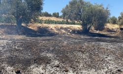 Hatay’da zeytinlik alanda çıkan yangın söndürüldü