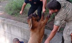 Havuza düşen keçileri itfaiye kurtardı