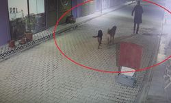 Kedileri köpeklere parçalatan madde bağımlısı şahıs gözaltına alındı