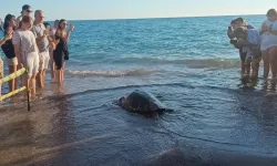 Tedavileri tamamlanan 2 caretta caretta denize bırakıldı