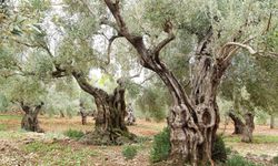 Bugün Tüm Dünyada "Zeytin Ağacı Günü" Kutlanıyor