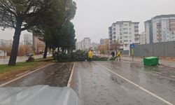 Kahramanmaraş'ta Şiddetli Yağış ve Fırtına Ağaçları Yerinden Söktü