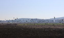 Kahramanmaraş'ta güvercinlerden görsel şölen