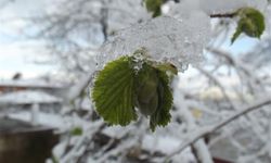 Kahramanmaraş’ta Zirai Don Uyarısı!