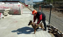 Enkazın Kahramanı Arama Kurtarma Köpeği Tayga Görev Başında