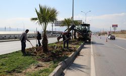 Kahramanmaraş'ta refüjler ağaçlarla süsleniyor