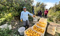 "Marketlerde Limon Satışı 25 TL Tarlada ise 15 TL'den Satılıyor"