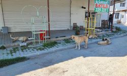 Sokak Köpekleri Vatandaşları Tedirgin Ediyor